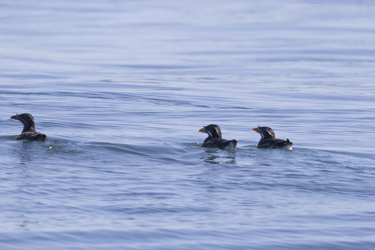 Rhinoceros Auklet - ML610661205