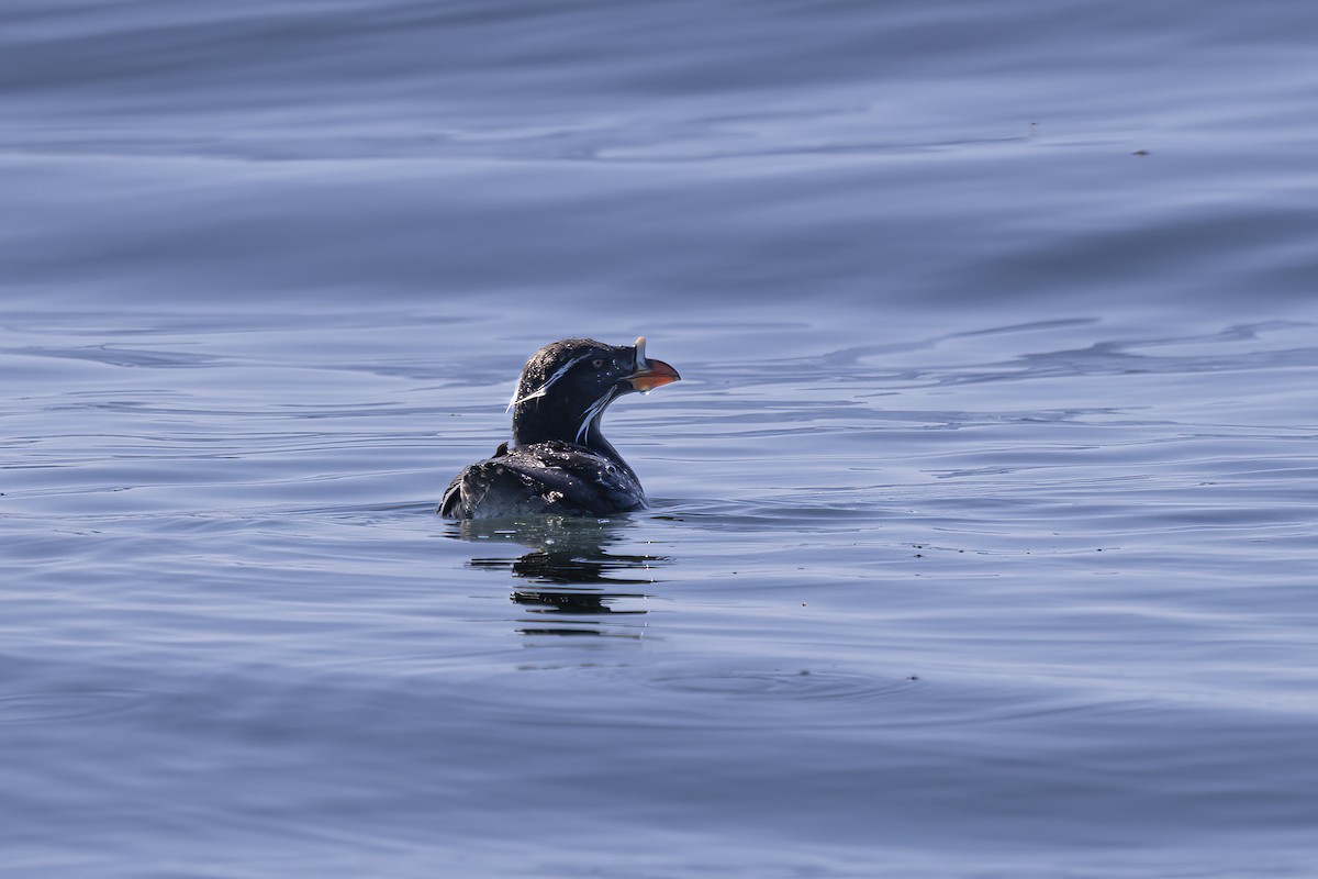 Rhinoceros Auklet - ML610661206