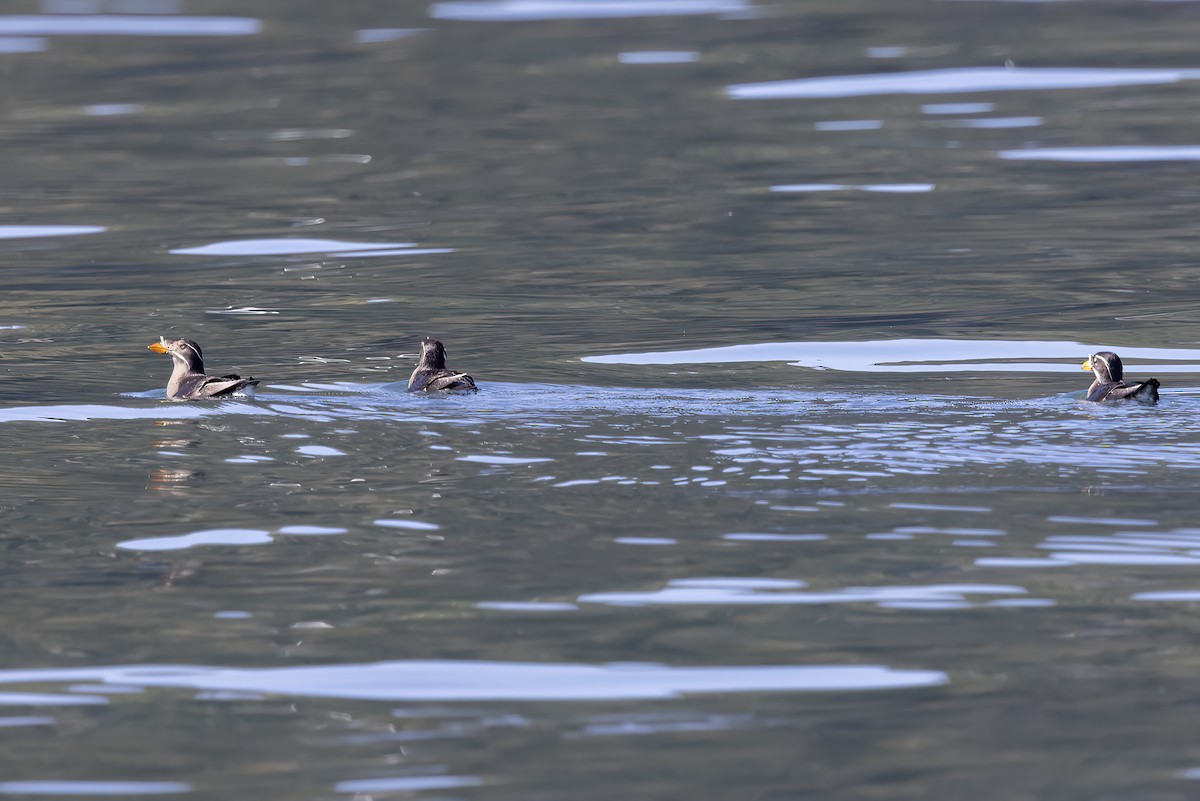 Rhinoceros Auklet - ML610661207