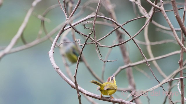 Chestnut-capped Warbler - ML610661276