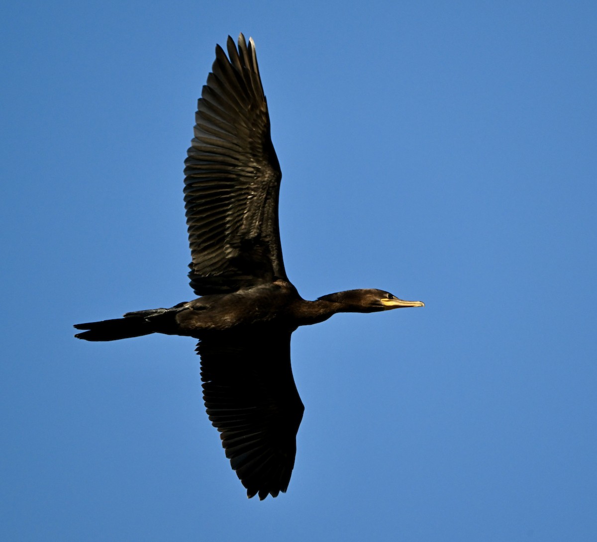 Cormoran vigua - ML610661320