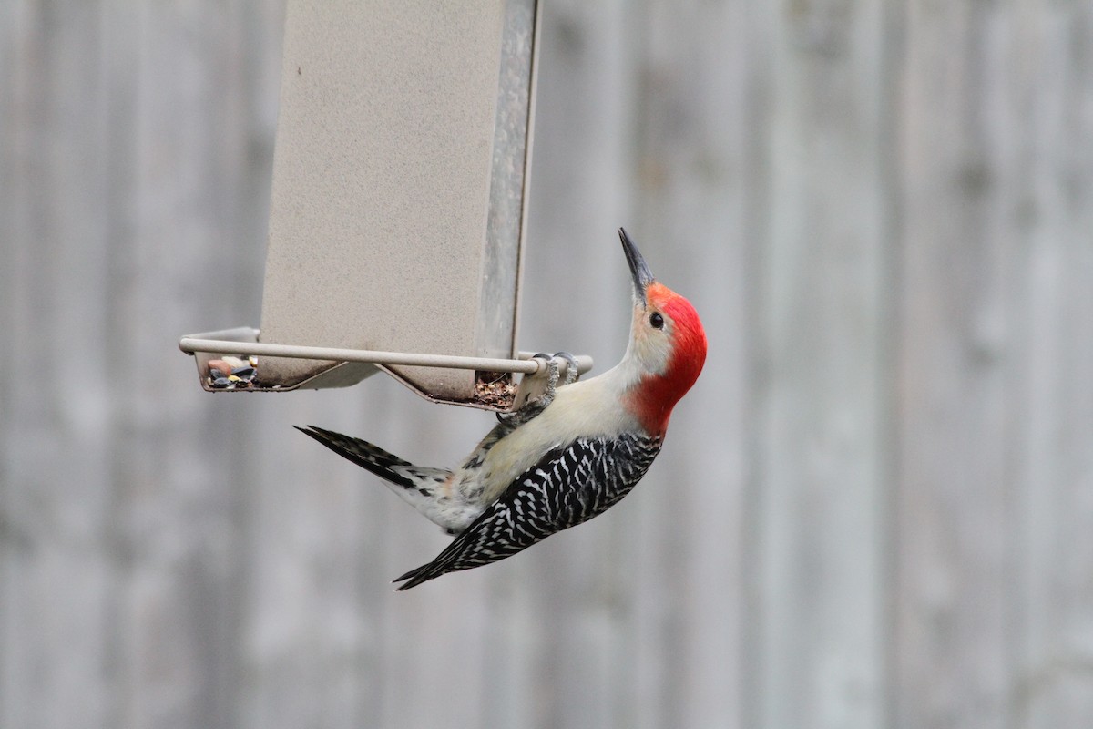 Red-bellied Woodpecker - ML610661331