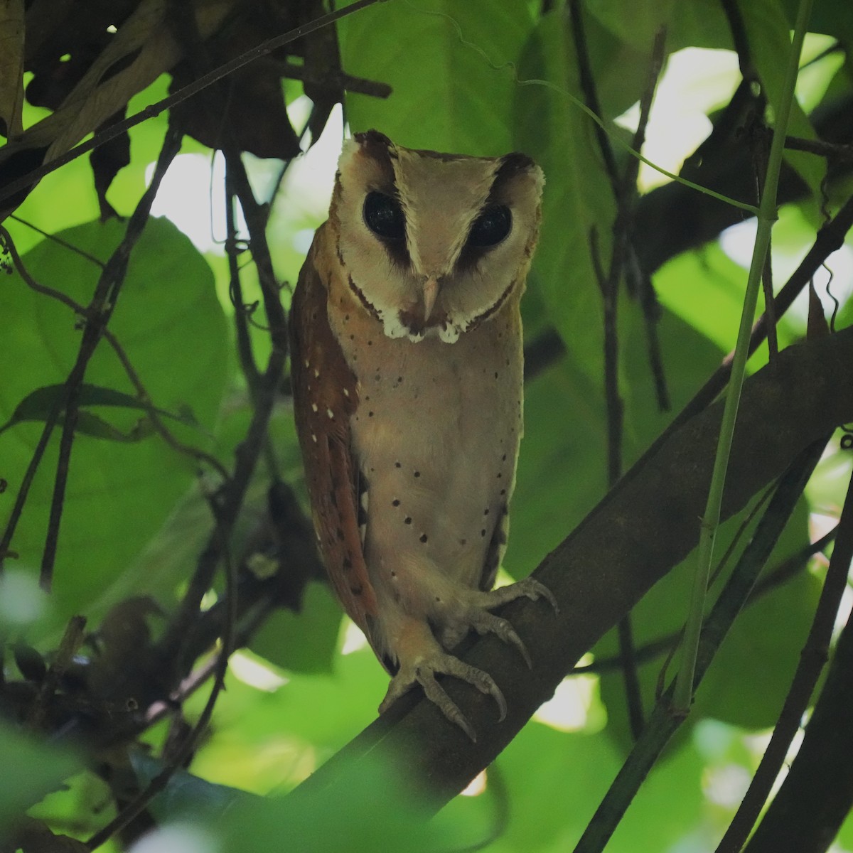 Oriental Bay-Owl - ML610661390