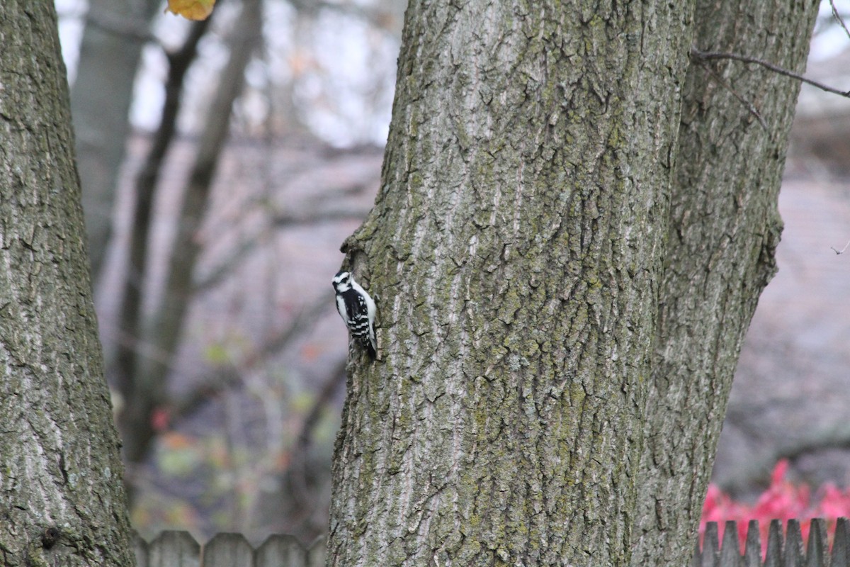 Downy Woodpecker - ML610661485