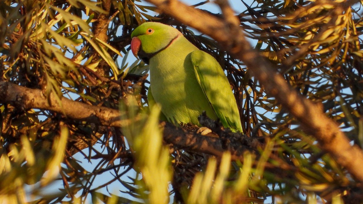 Rose-ringed Parakeet - Patrik Spáčil