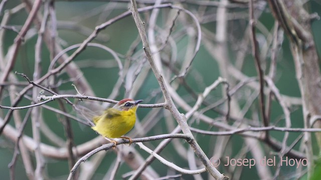 Chestnut-capped Warbler - ML610661564