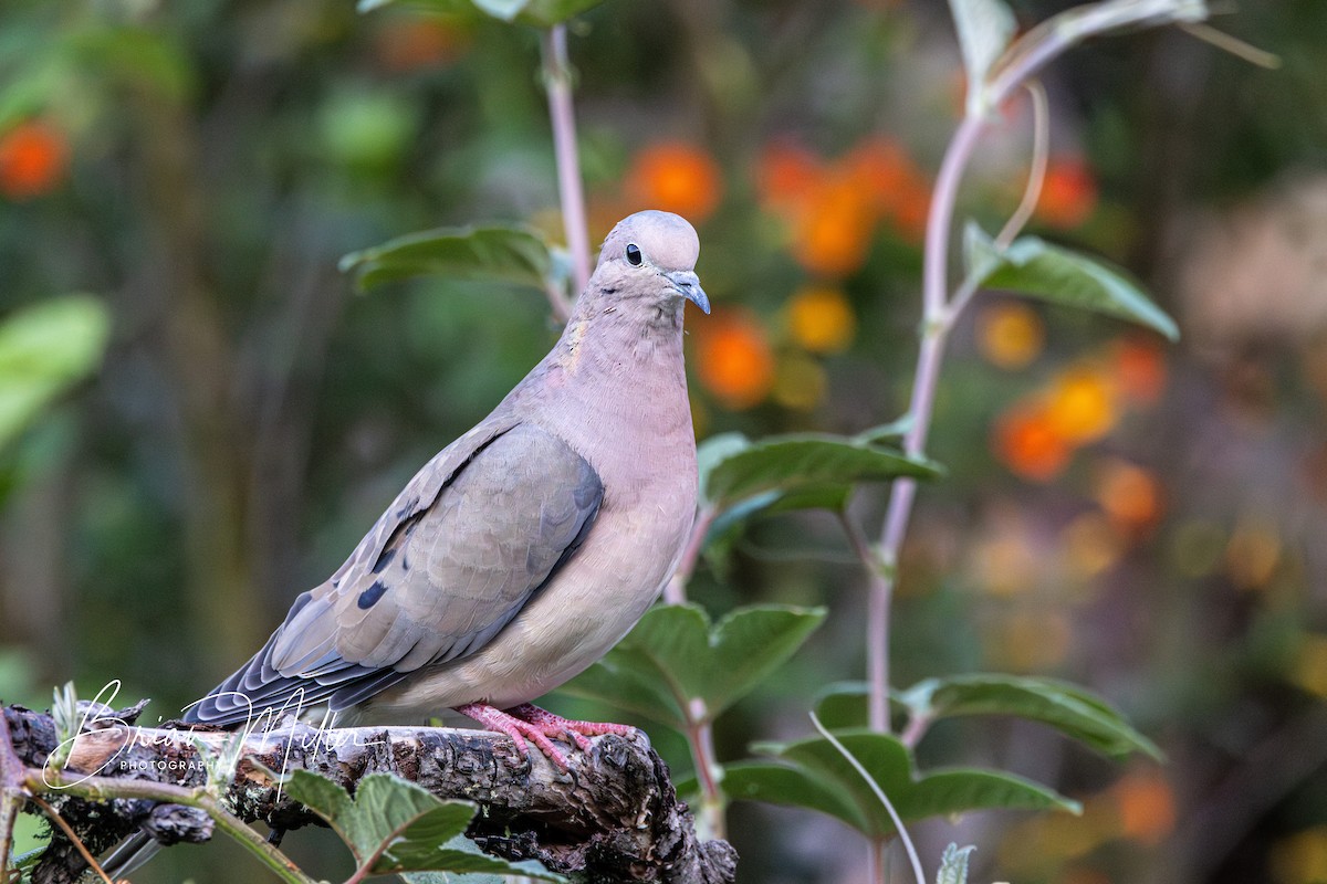 Eared Dove - Brian Miller