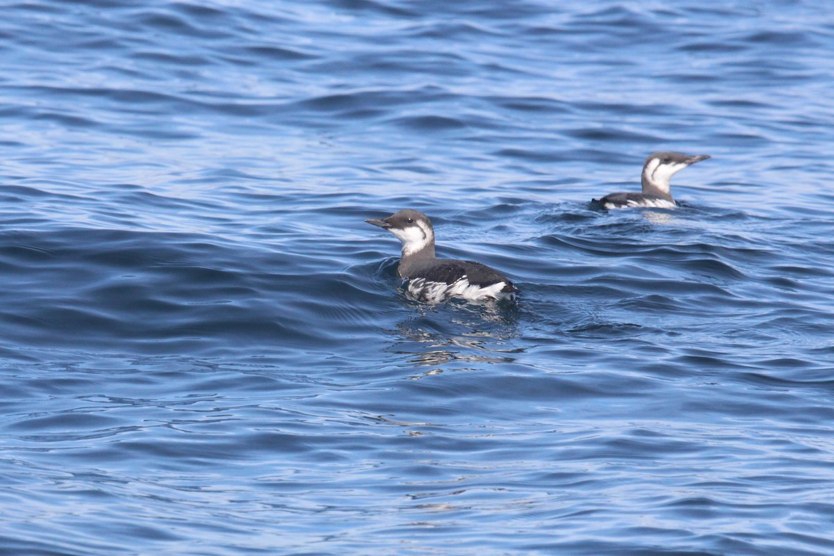 Common Murre - ML610661602