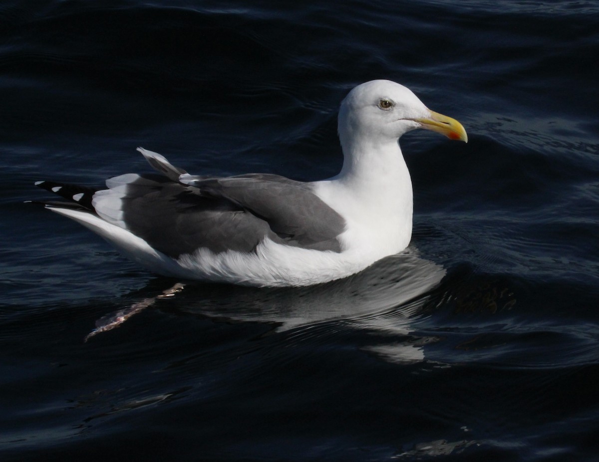 Western Gull - ML610661605