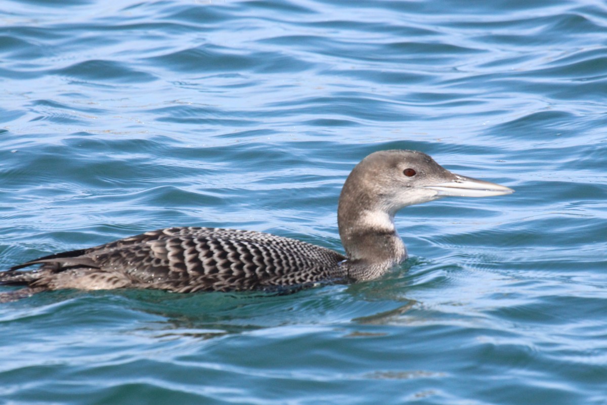 Common Loon - ML610661609