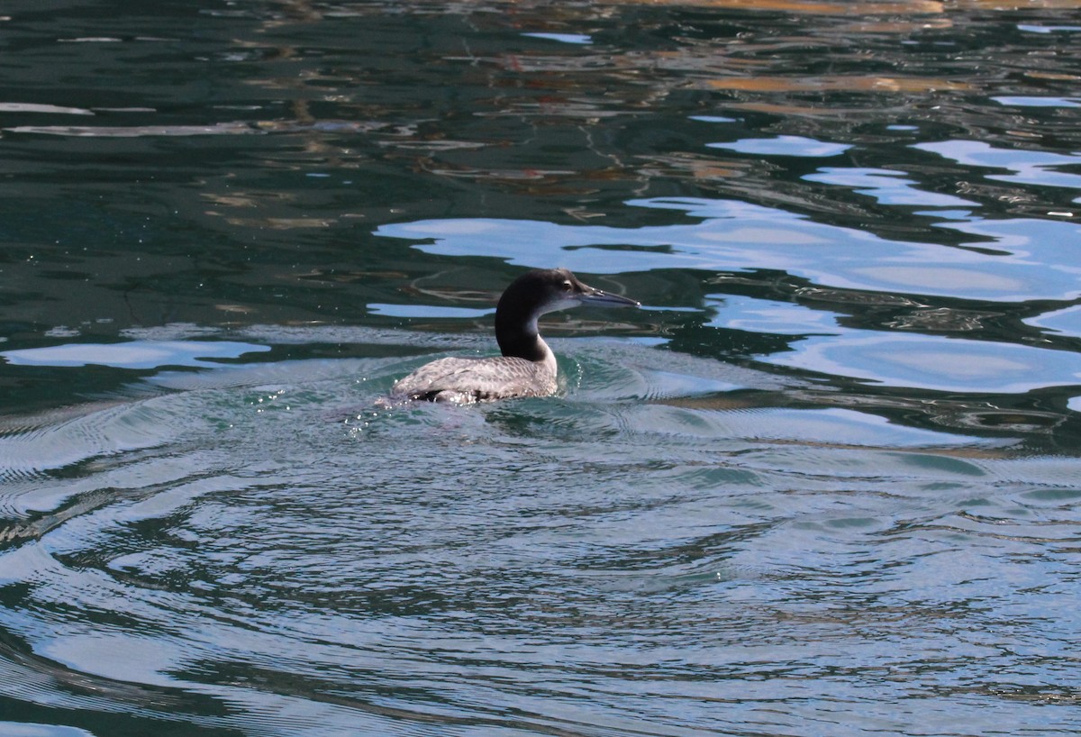 Common Loon - ML610661613