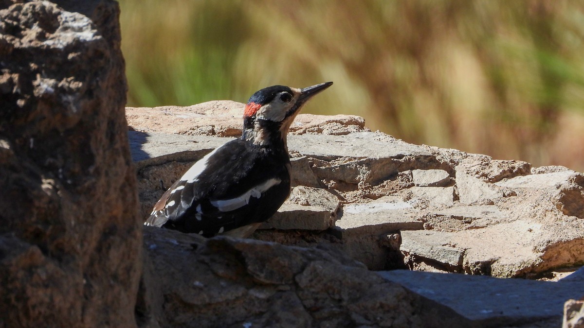 Great Spotted Woodpecker (Canarian) - ML610661624