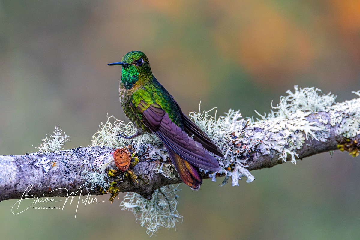 kolibřík dřišťálový - ML610661630