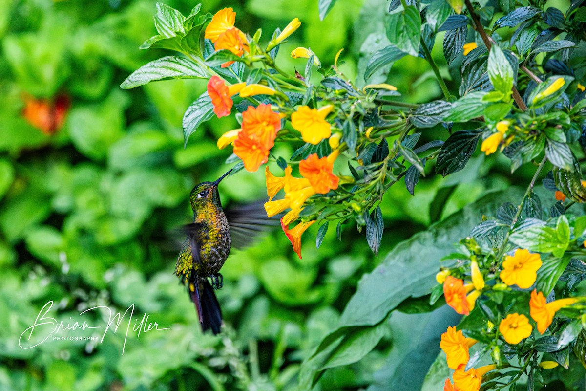 kolibřík dřišťálový - ML610661633