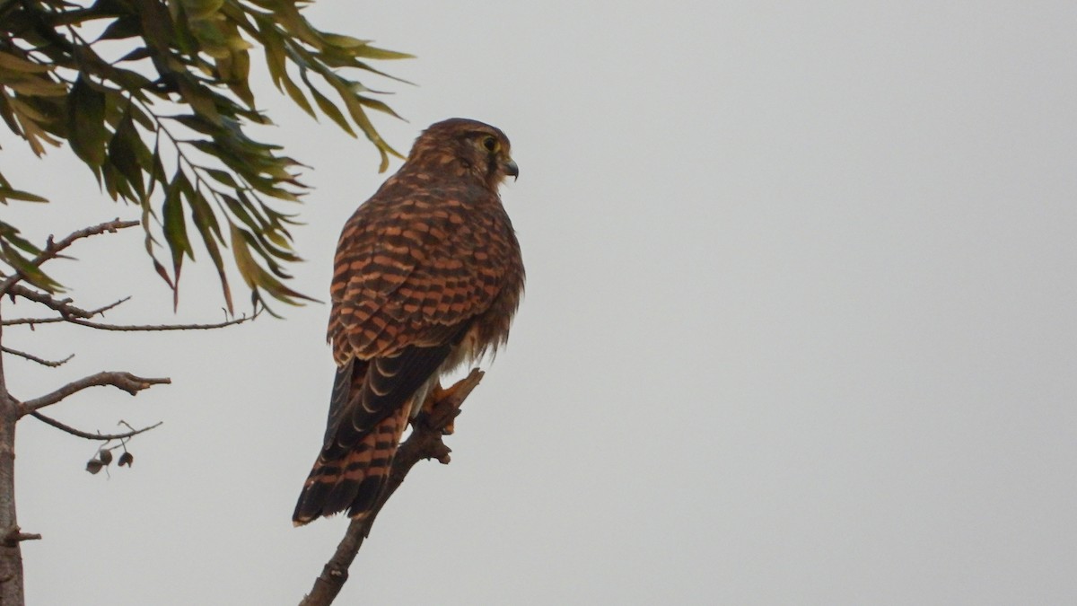 Eurasian Kestrel (Canary Is.) - ML610661638