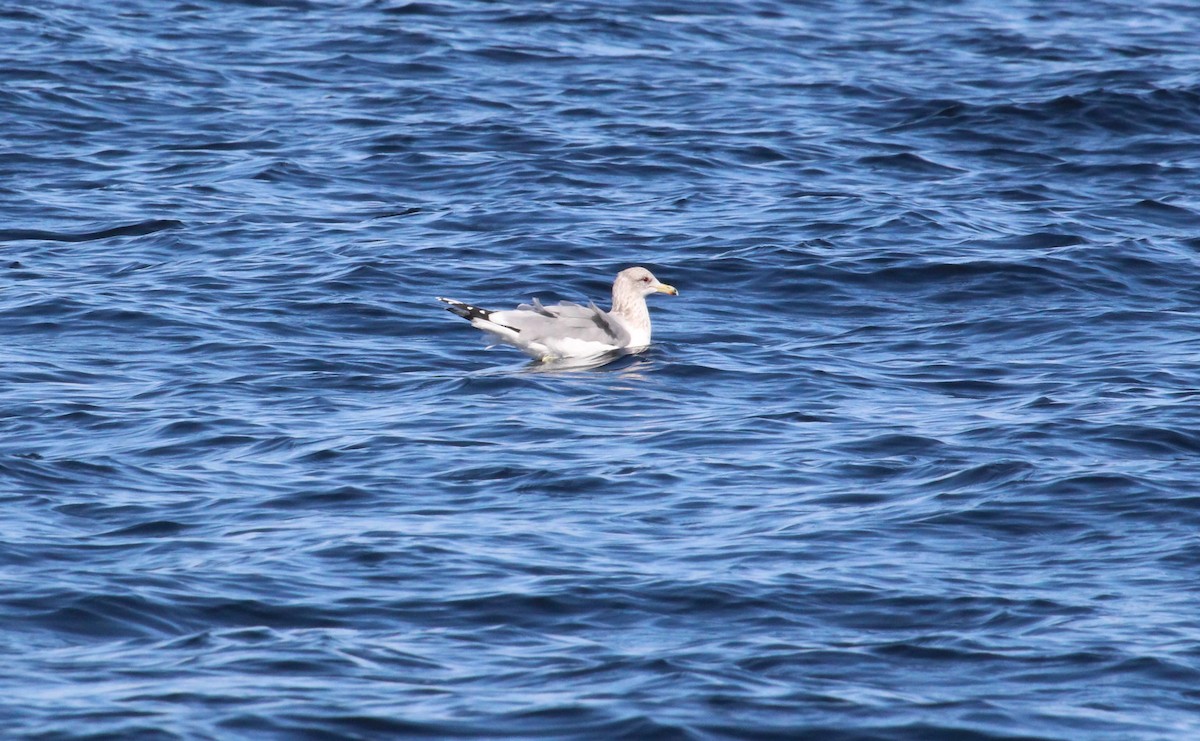 California Gull - ML610661639