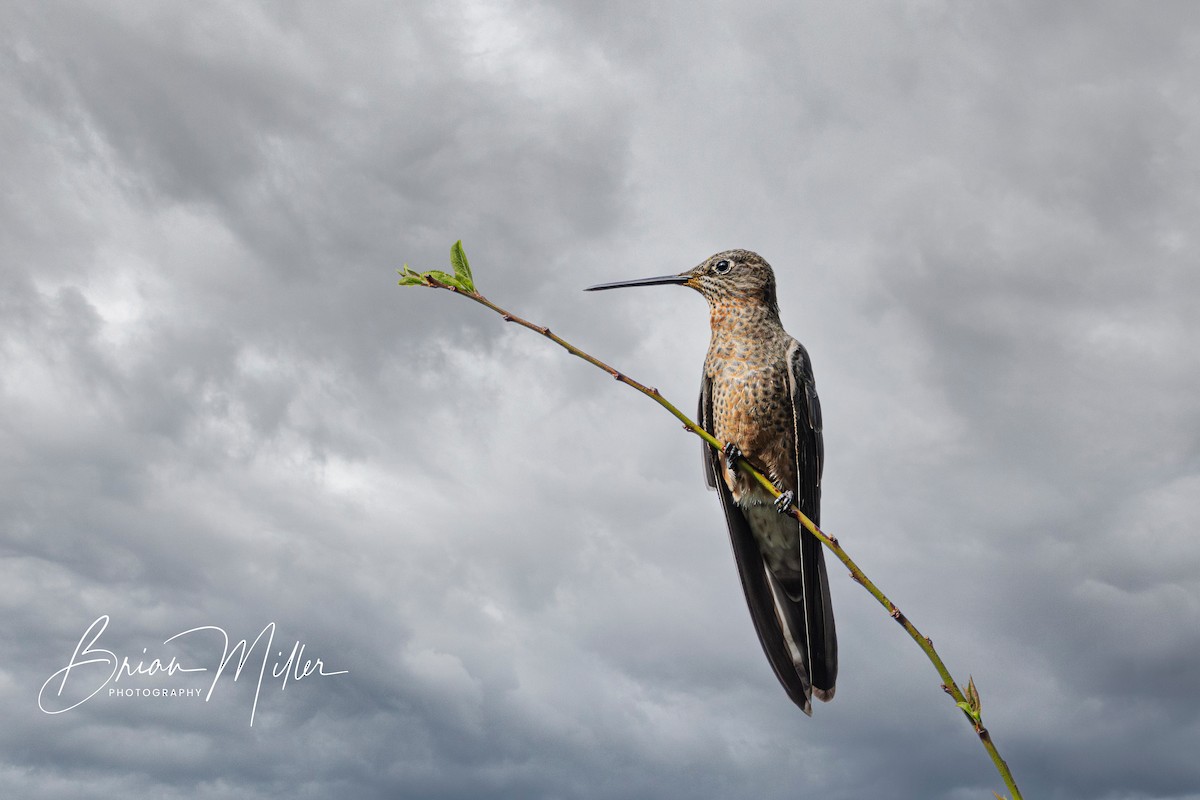 Colibri étincelant - ML610661640