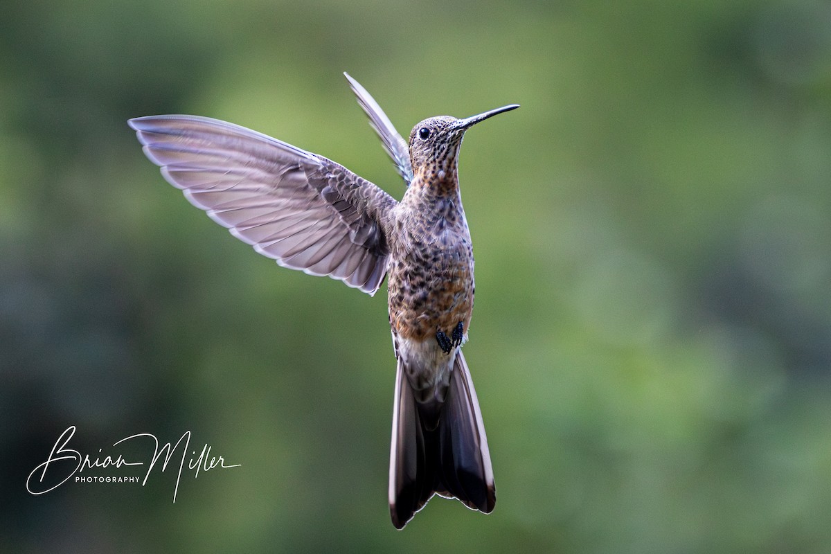 Giant Hummingbird - ML610661655