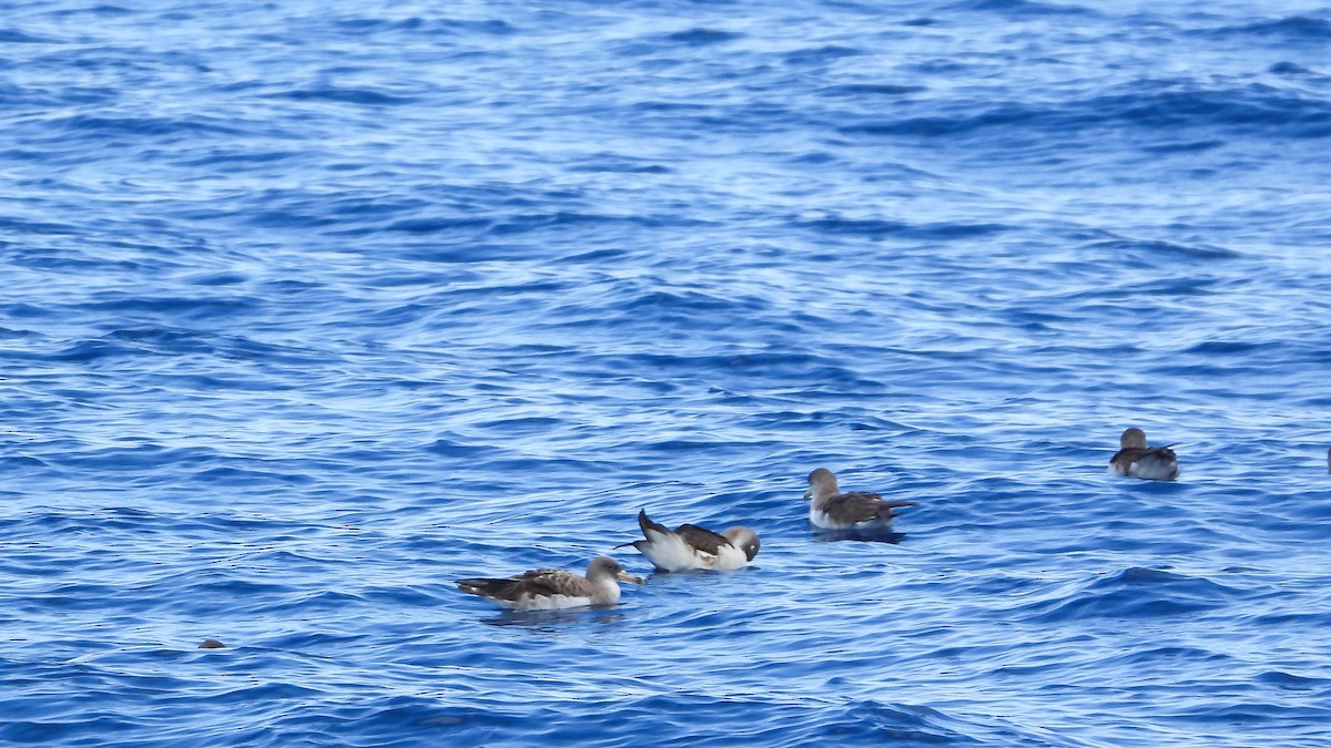 Cory's Shearwater (borealis) - ML610661663