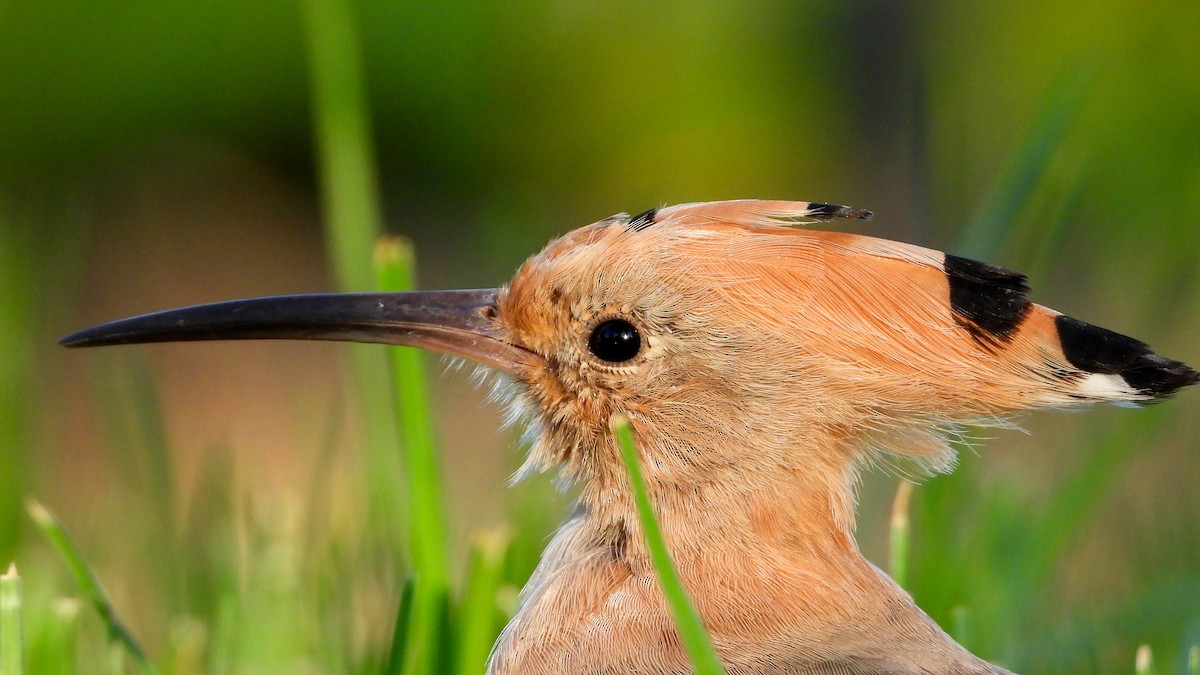 Eurasian Hoopoe - Patrik Spáčil