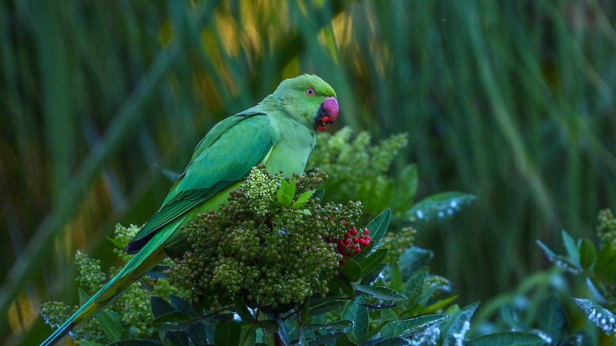 Rose-ringed Parakeet - ML610661687