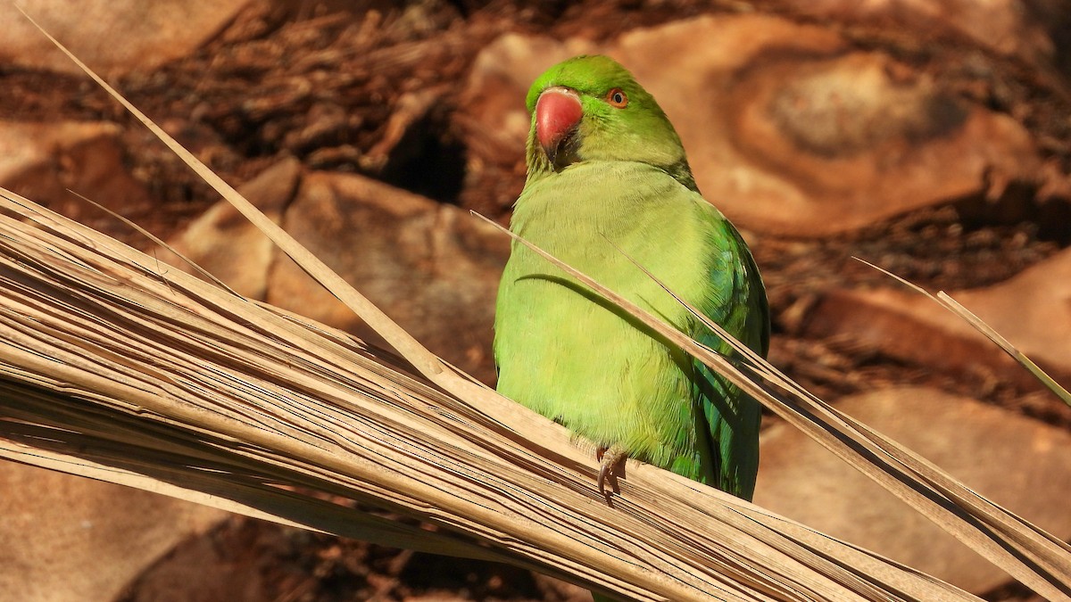 Rose-ringed Parakeet - ML610661688