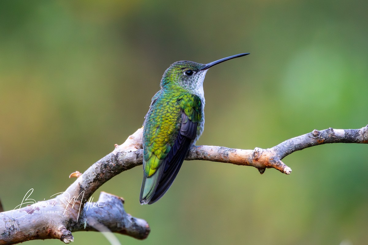 White-bellied Hummingbird - ML610661694