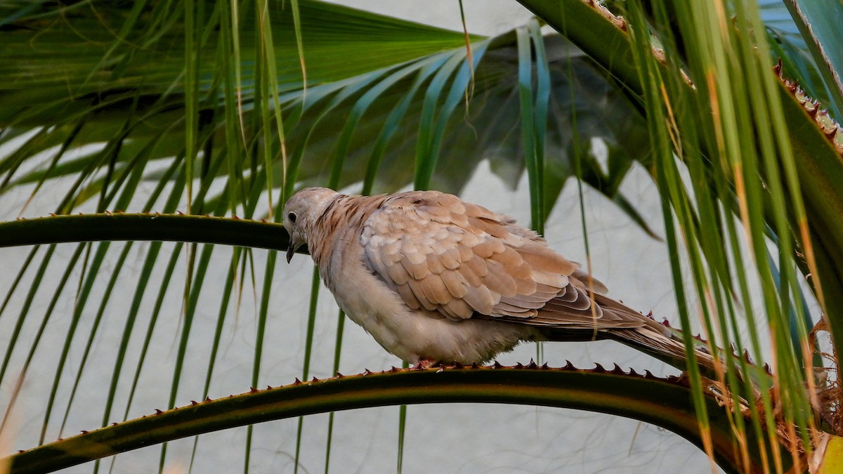 African Collared-Dove - Patrik Spáčil