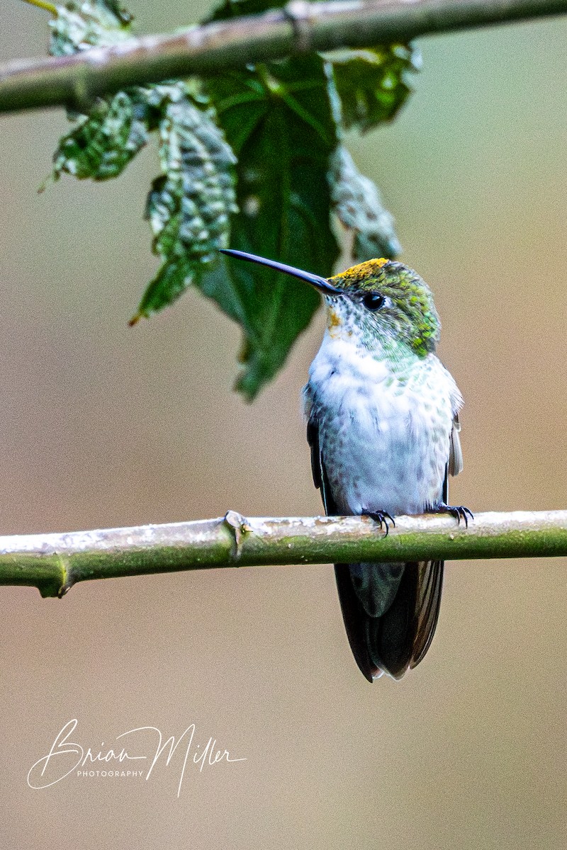 kolibřík zelenobílý - ML610661709