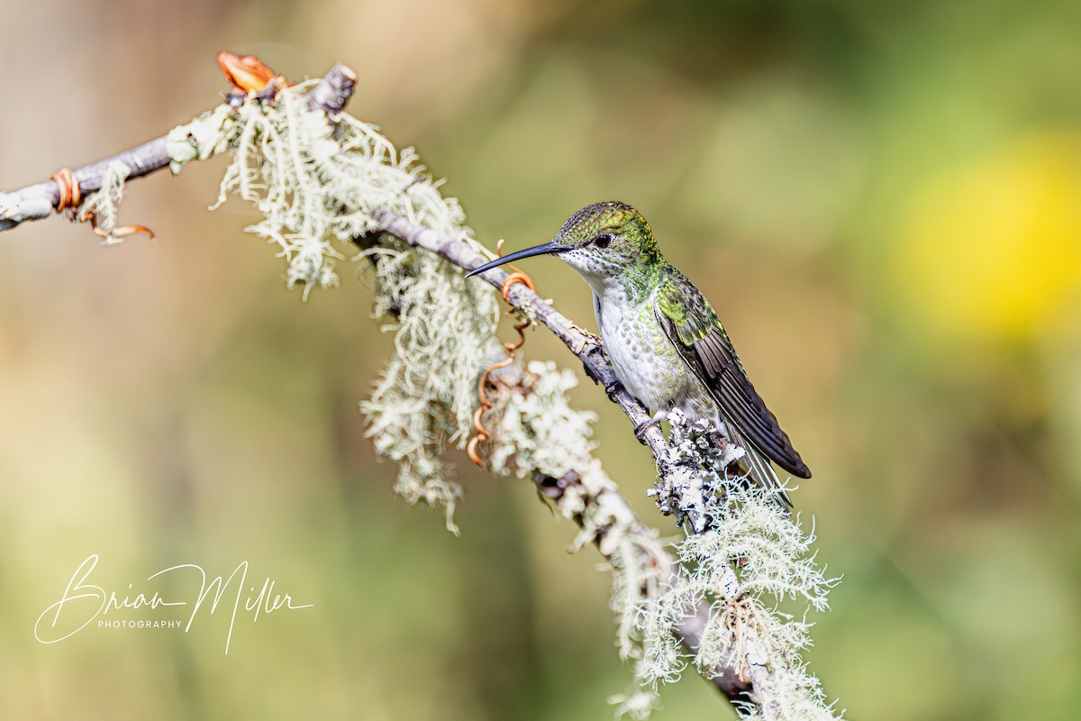 Green-and-white Hummingbird - ML610661724