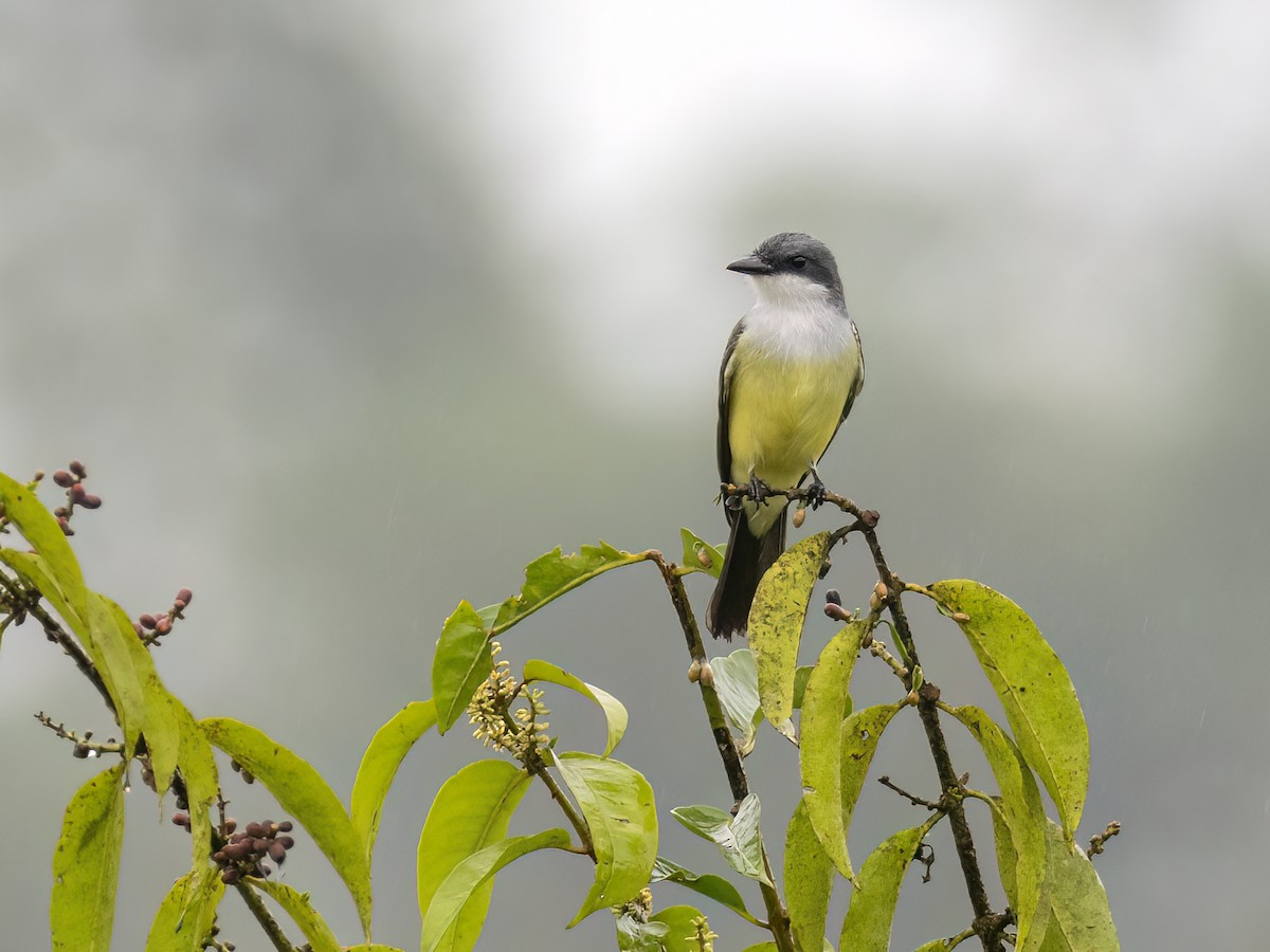 Snowy-throated Kingbird - Andres Vasquez Noboa