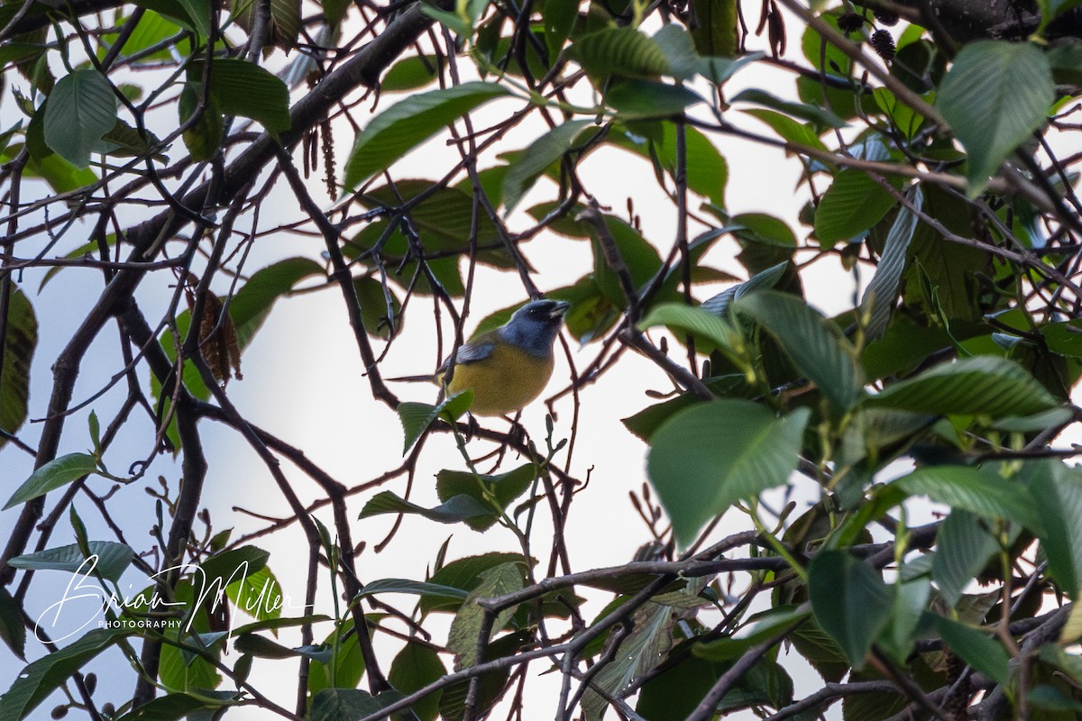 Blue-and-yellow Tanager - Brian Miller