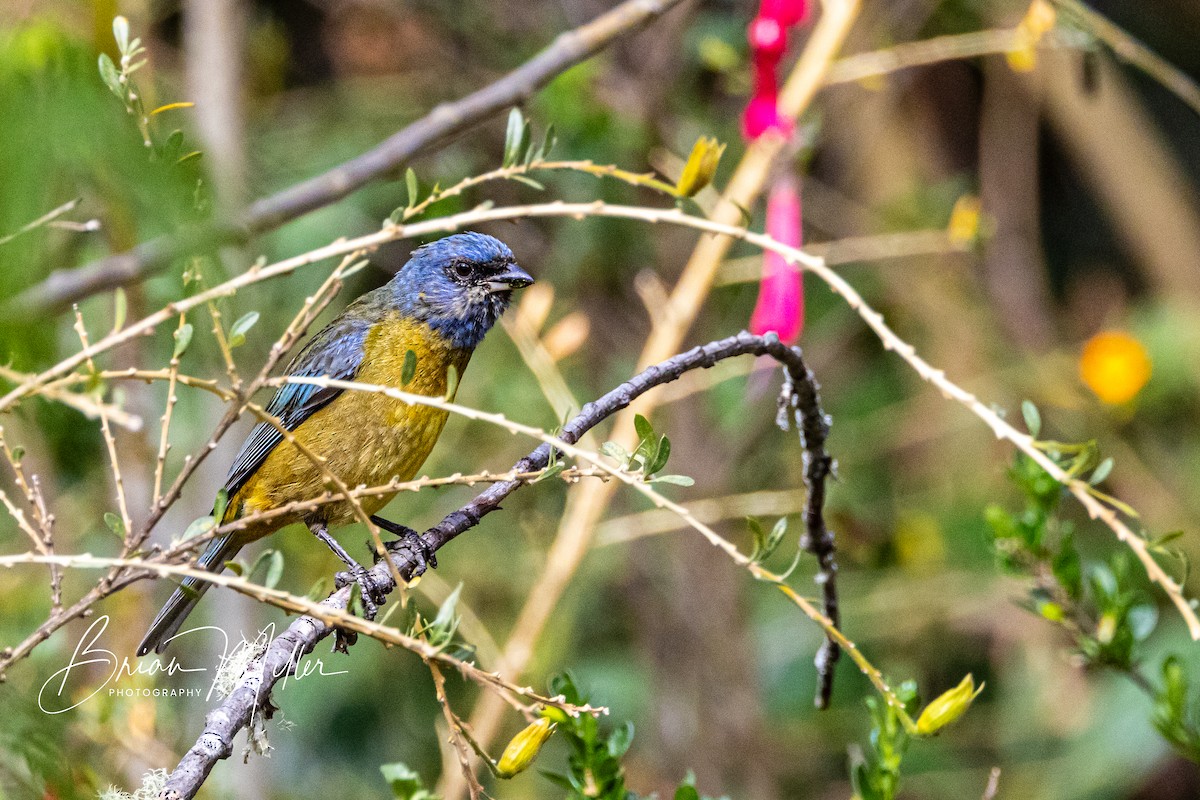 Blue-and-yellow Tanager - ML610661755