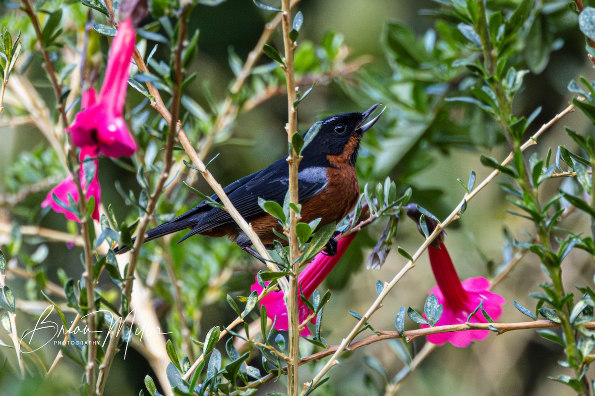 svartstrupeblomsterborer - ML610661806