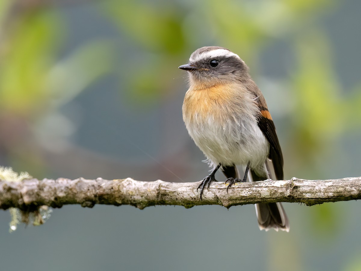 Rufous-breasted Chat-Tyrant - ML610661809