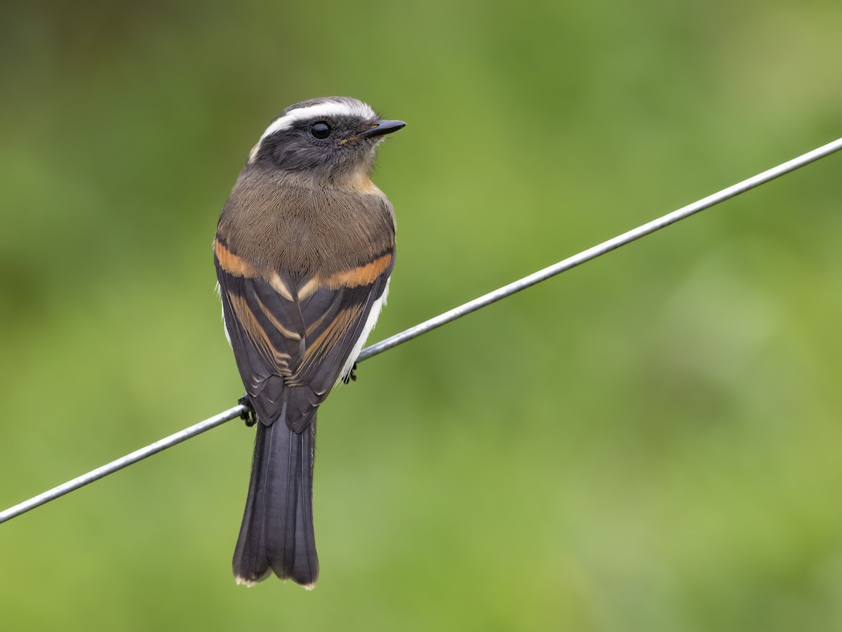 Rufous-breasted Chat-Tyrant - ML610661813