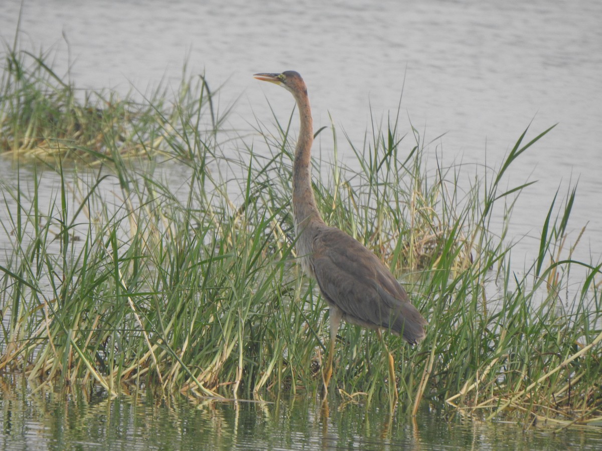 Purple Heron - Arulvelan Thillainayagam