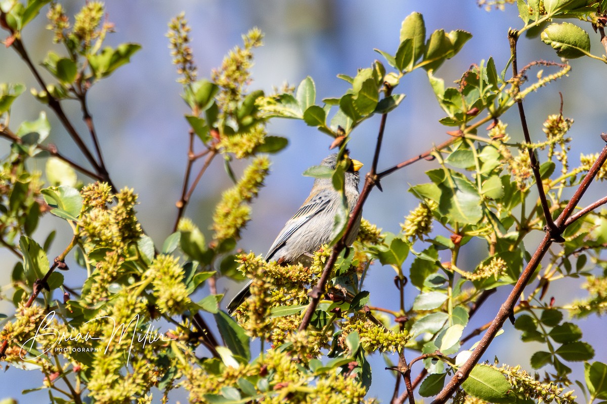 Band-tailed Seedeater - ML610661819