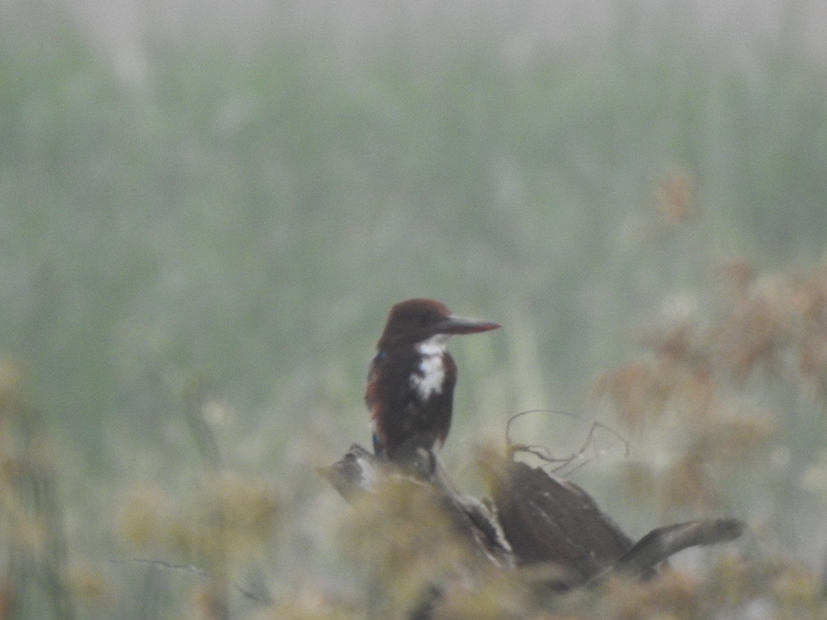 White-throated Kingfisher - Arulvelan Thillainayagam