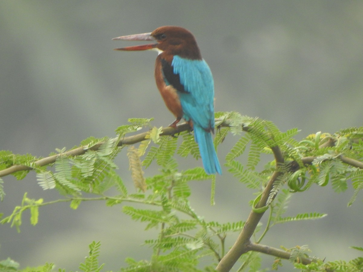 White-throated Kingfisher - Arulvelan Thillainayagam