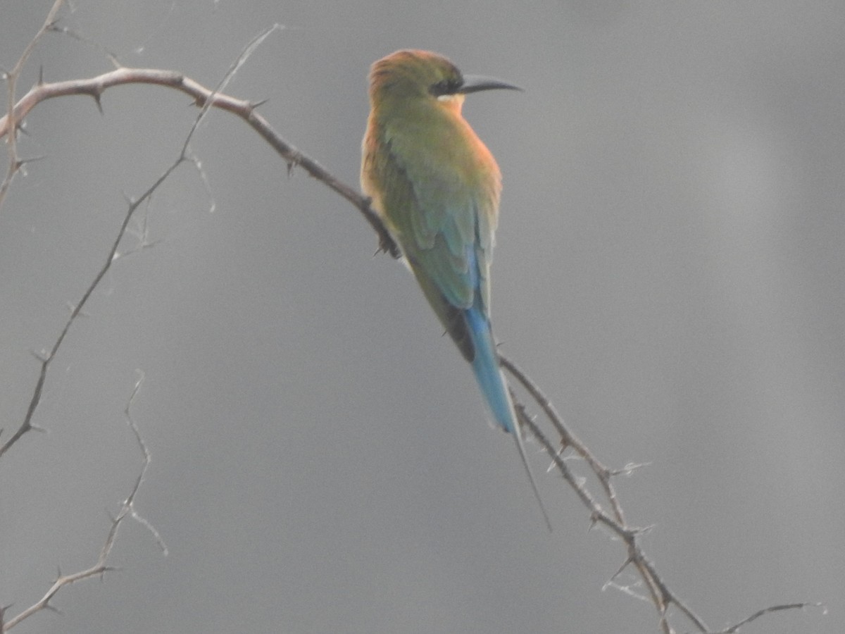 Blue-tailed Bee-eater - Arulvelan Thillainayagam