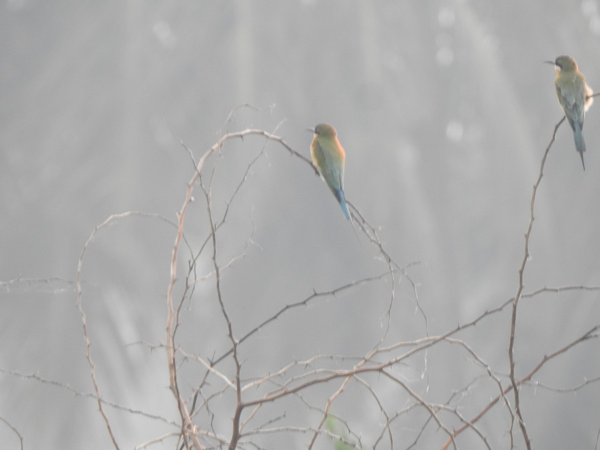 Blue-tailed Bee-eater - Arulvelan Thillainayagam