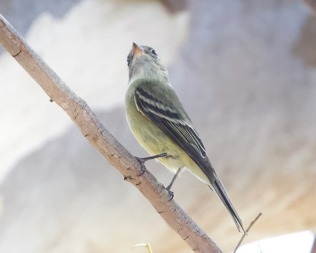 Hammond's Flycatcher - Terence Degan