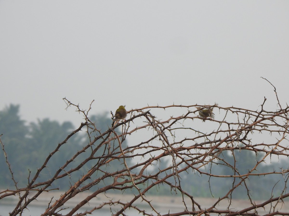 Common Tailorbird - Arulvelan Thillainayagam