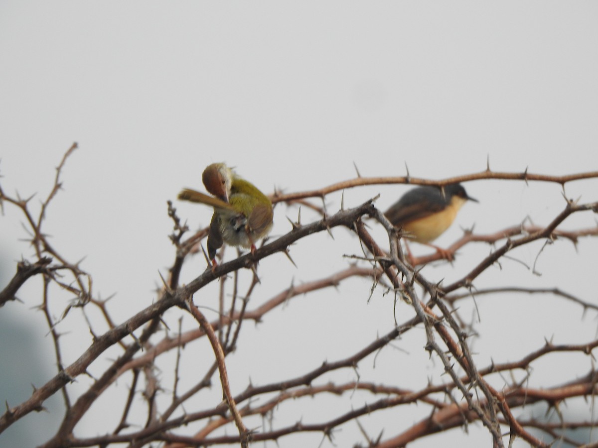 Common Tailorbird - ML610661895