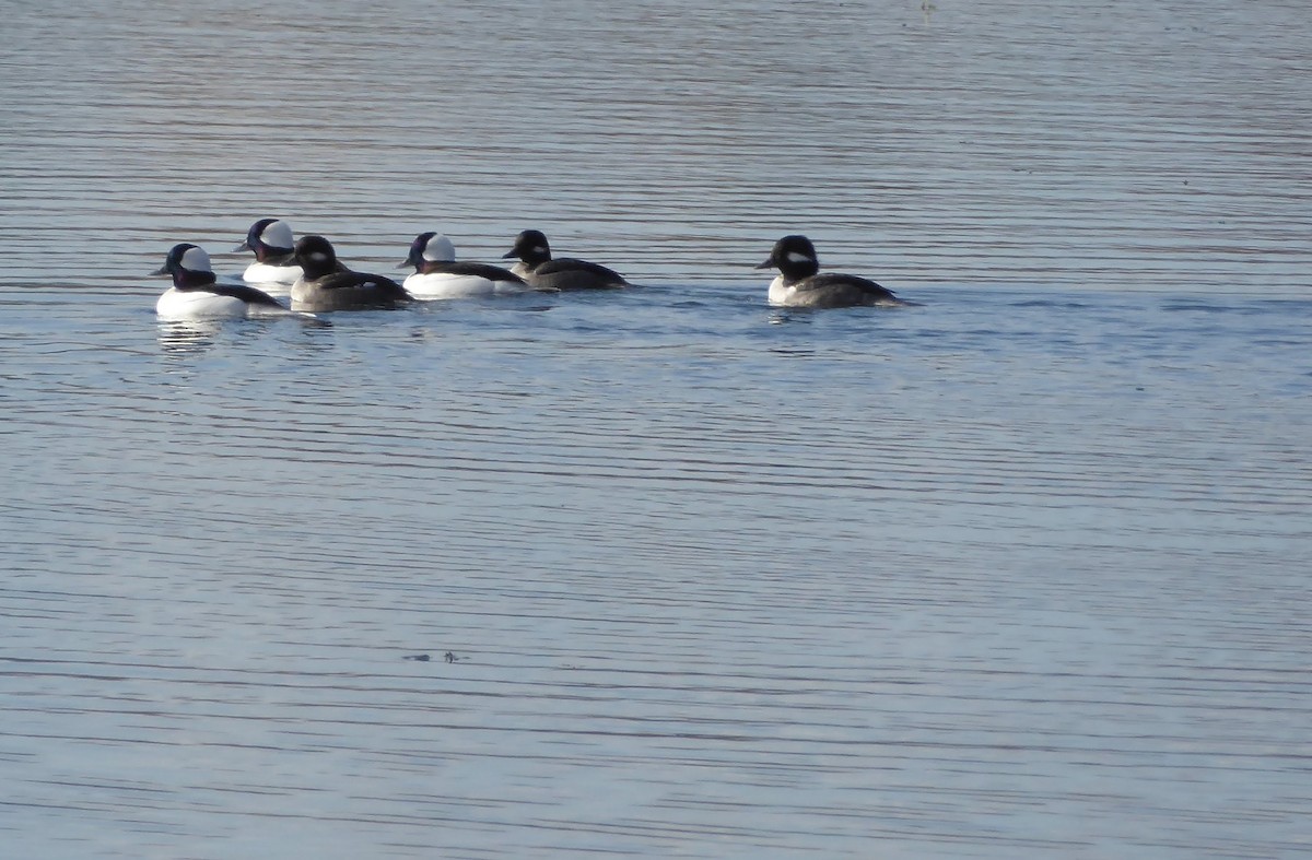 Bufflehead - ML610661902