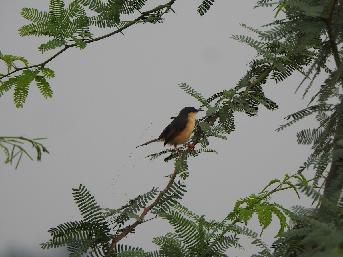 Ashy Prinia - Arulvelan Thillainayagam