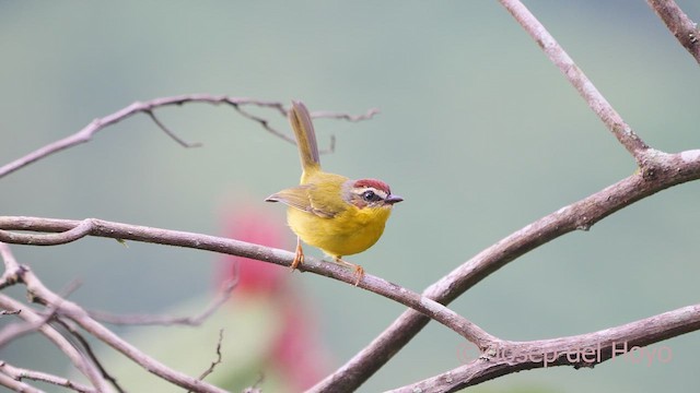 Chestnut-capped Warbler - ML610661921