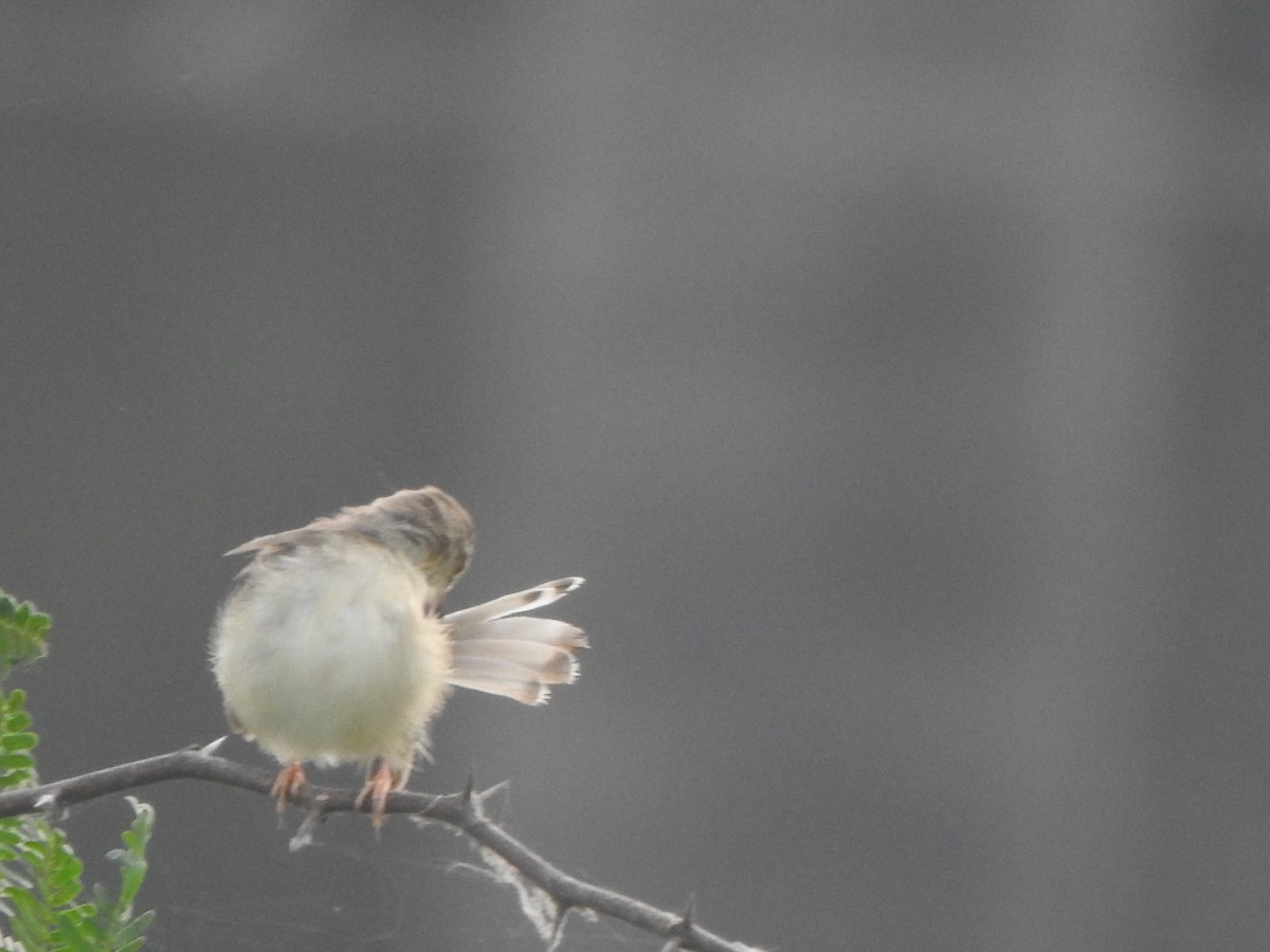 Plain Prinia - Arulvelan Thillainayagam