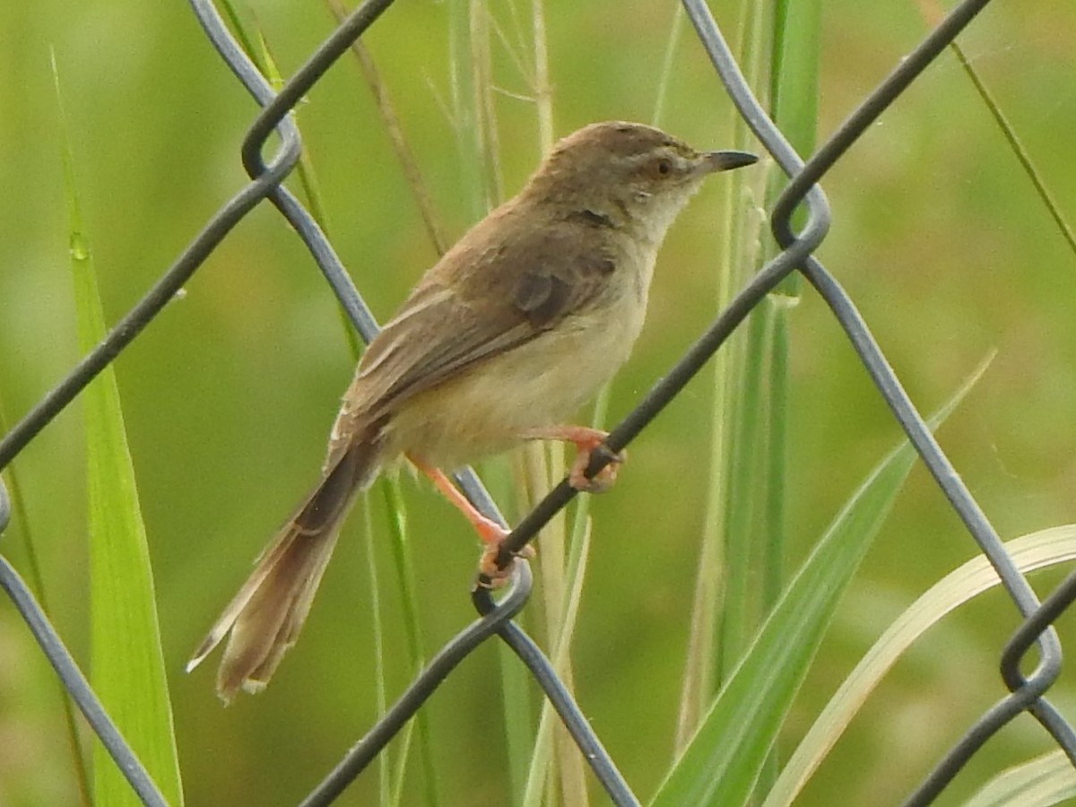 Plain Prinia - Arulvelan Thillainayagam